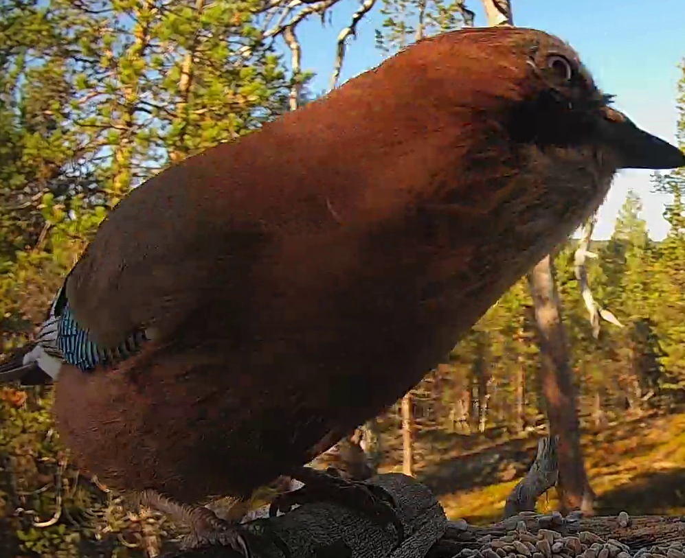 Best image of Eurasian jay