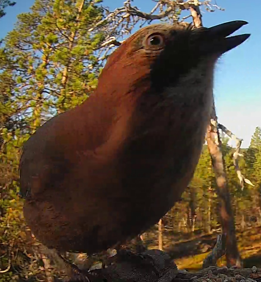 Best image of Eurasian jay