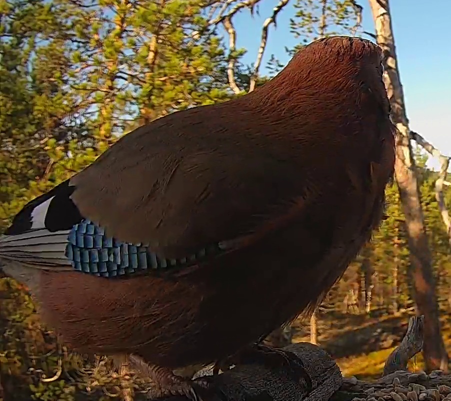 Best image of Eurasian jay