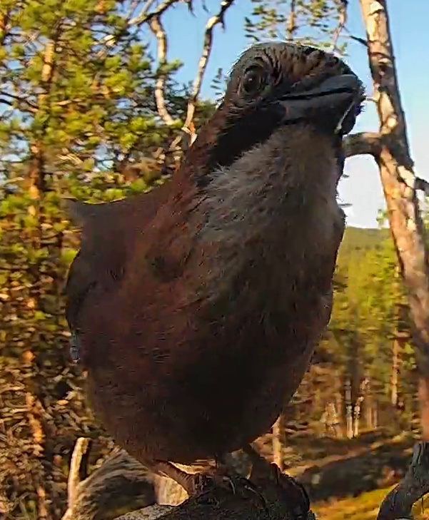 Best image of Eurasian jay