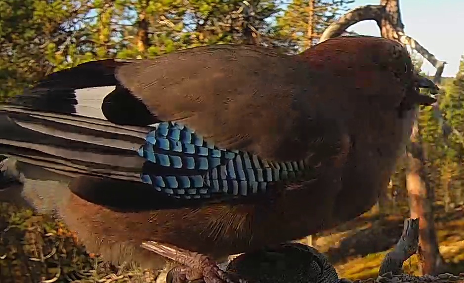 Best image of Eurasian jay