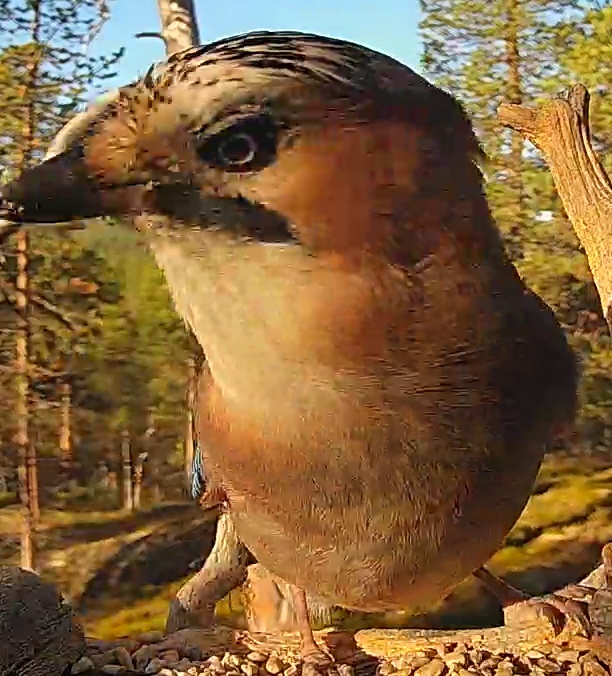 Best image of Eurasian jay