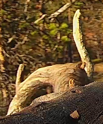 Best image of Helmeted guineafowl