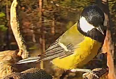Best image of Great tit
