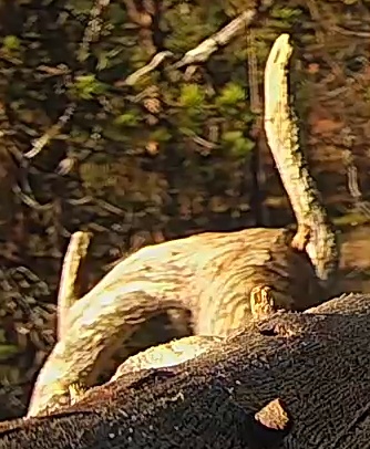 Best image of Helmeted guineafowl