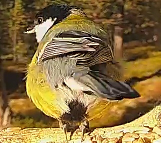 Best image of Great tit