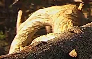 Best image of Black francolin