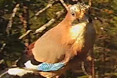 Best image of Eurasian jay