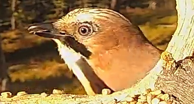 Best image of Eurasian jay