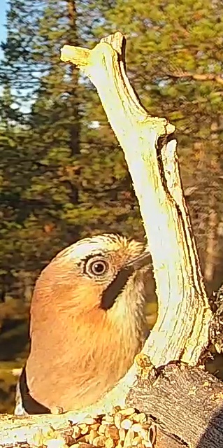 Best image of Eurasian jay