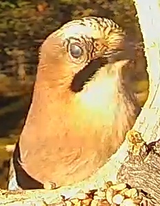Best image of Egyptian vulture