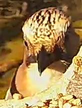 Best image of Whites thrush