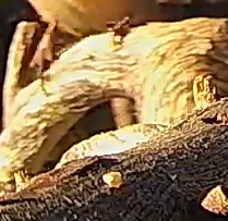 Best image of Black francolin