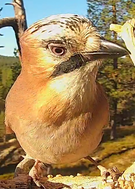 Best image of Eurasian jay