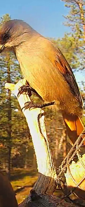 Best image of Siberian jay