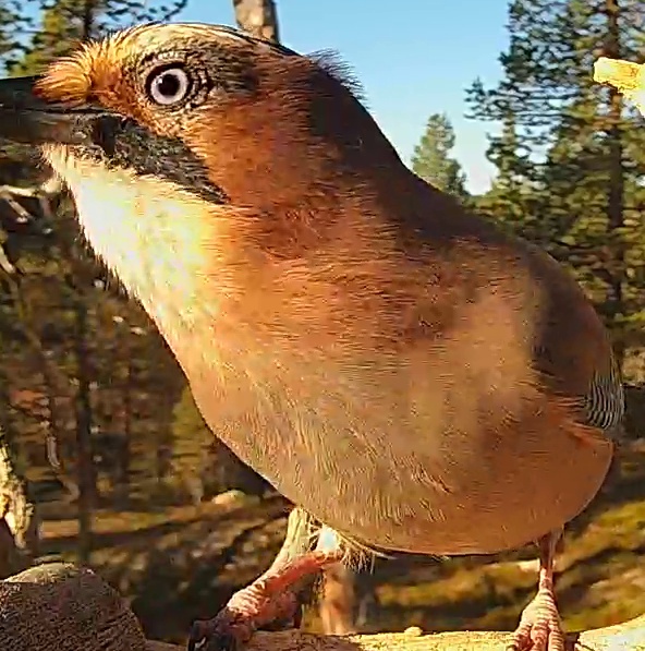 Best image of Eurasian jay
