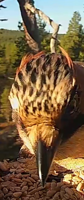Best image of Black francolin