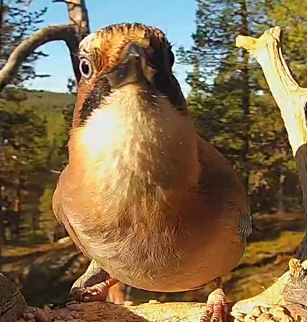 Best image of Eurasian jay