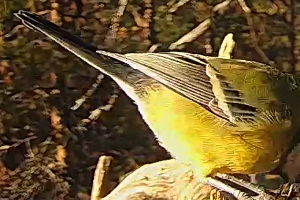 Best image of Great tit