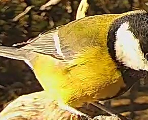 Best image of Great tit