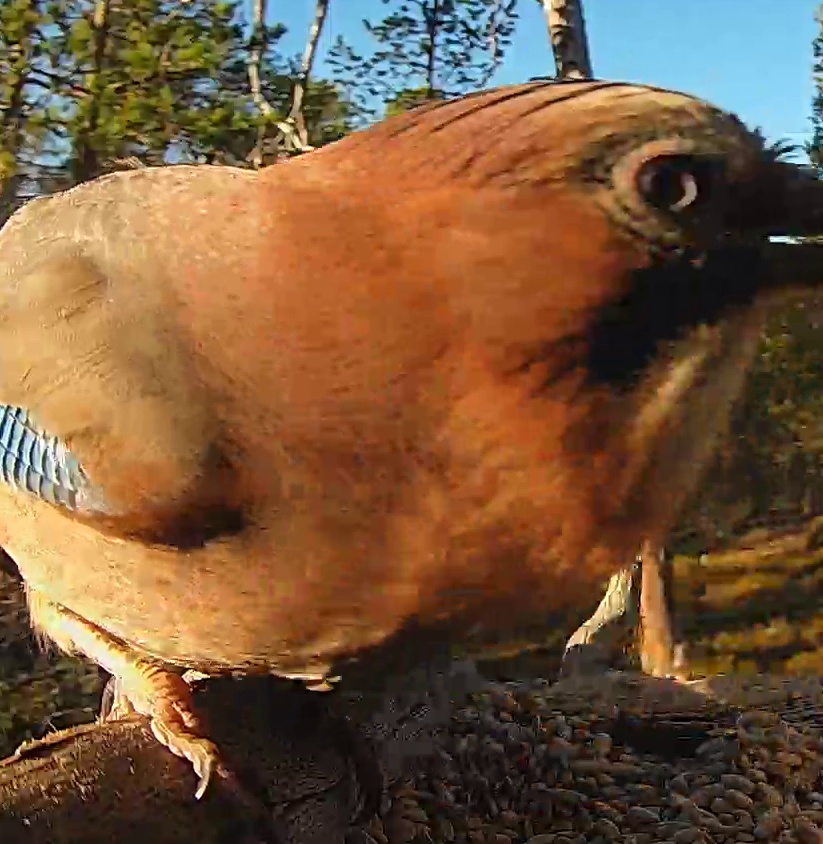 Best image of Eurasian jay