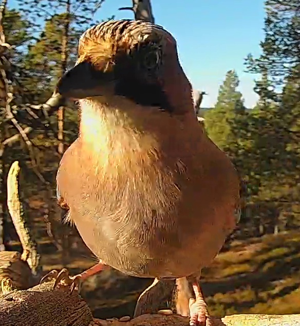 Best image of Eurasian jay
