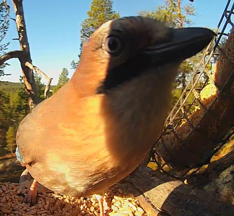 Best image of Eurasian jay