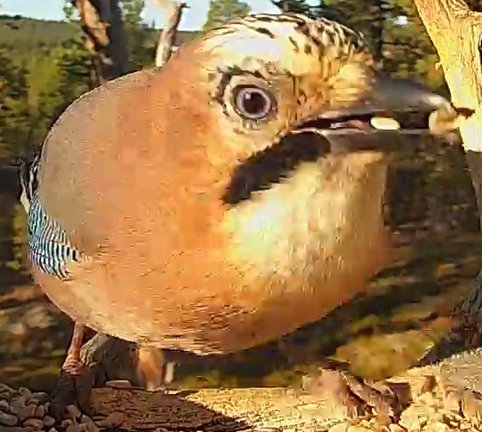 Best image of Eurasian jay