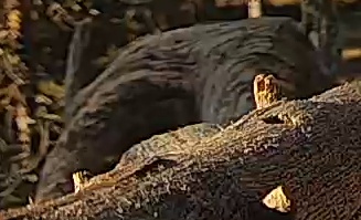 Best image of Great snipe