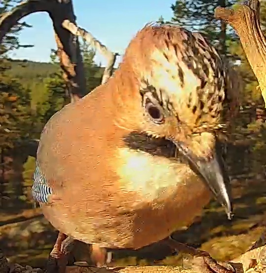 Best image of Eurasian jay