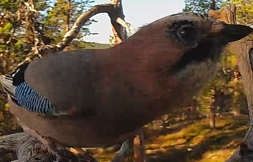 Best image of Eurasian jay