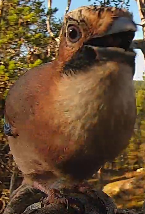 Best image of Eurasian jay