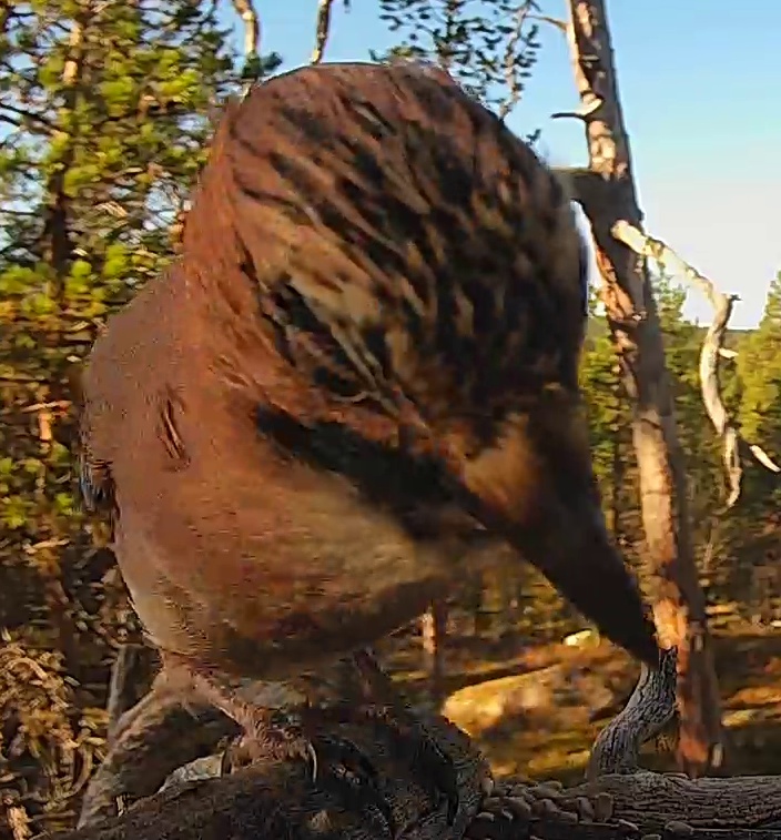 Best image of Tawny eagle