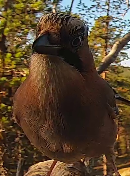 Best image of Eurasian jay