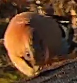 Best image of Eurasian hoopoe