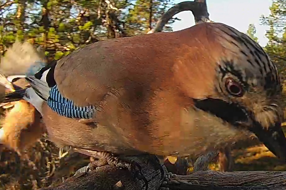 Best image of Eurasian jay