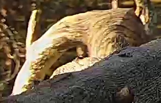 Best image of Gyrfalcon