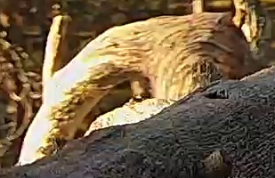 Best image of Saker falcon