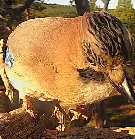 Best image of Eurasian jay