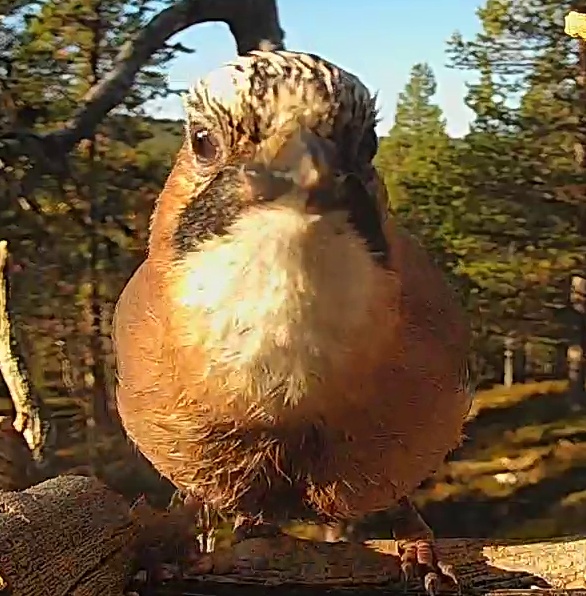 Best image of Eurasian jay