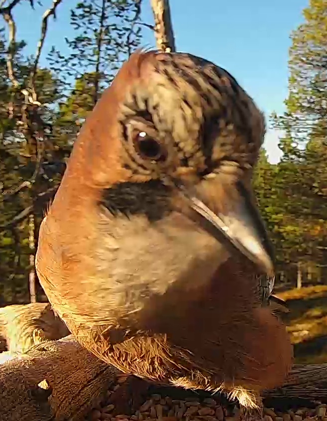 Best image of Eurasian jay