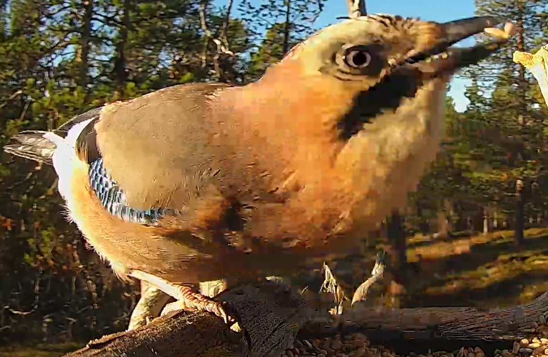 Best image of Eurasian jay