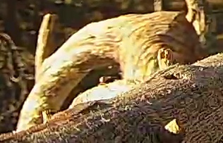 Best image of Pin-tailed sandgrouse