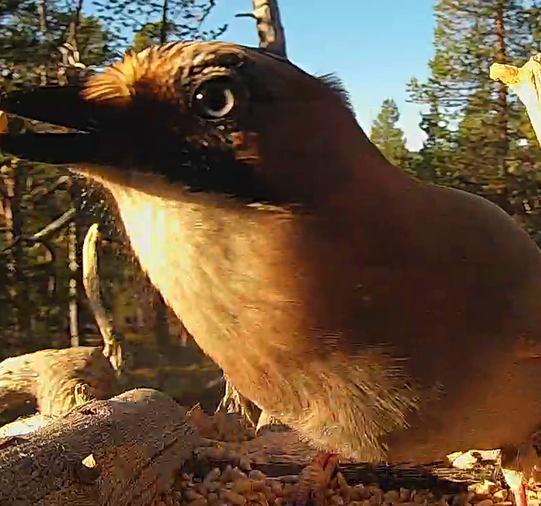 Best image of Eurasian jay