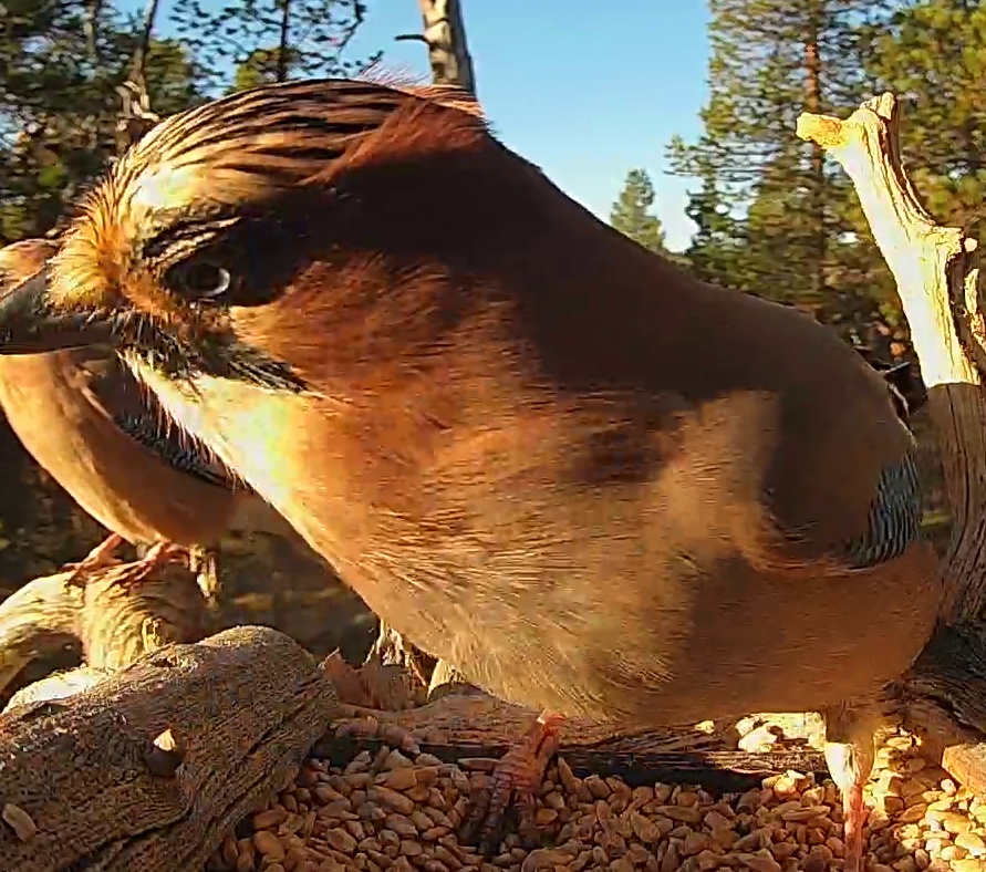 Best image of Eurasian jay