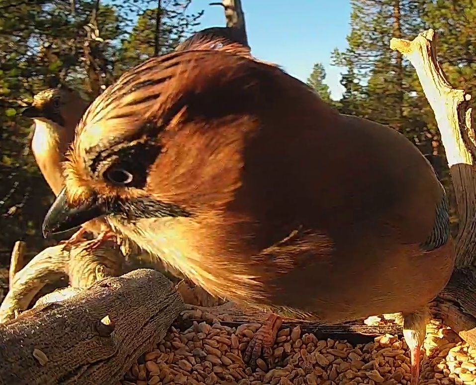 Best image of Eurasian jay