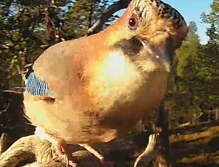 Best image of Eurasian jay