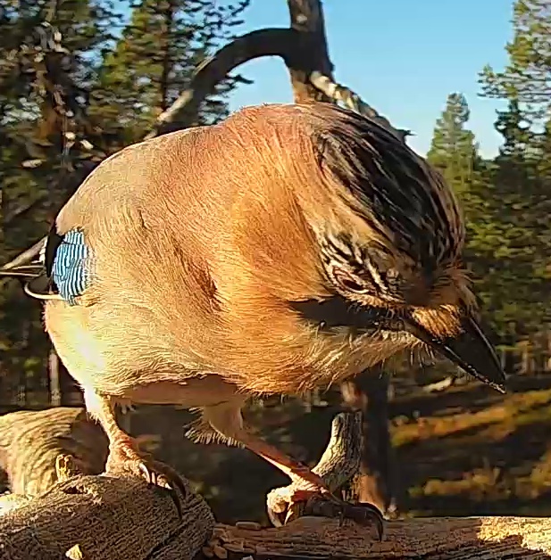 Best image of Eurasian jay