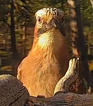 Best image of Eurasian jay