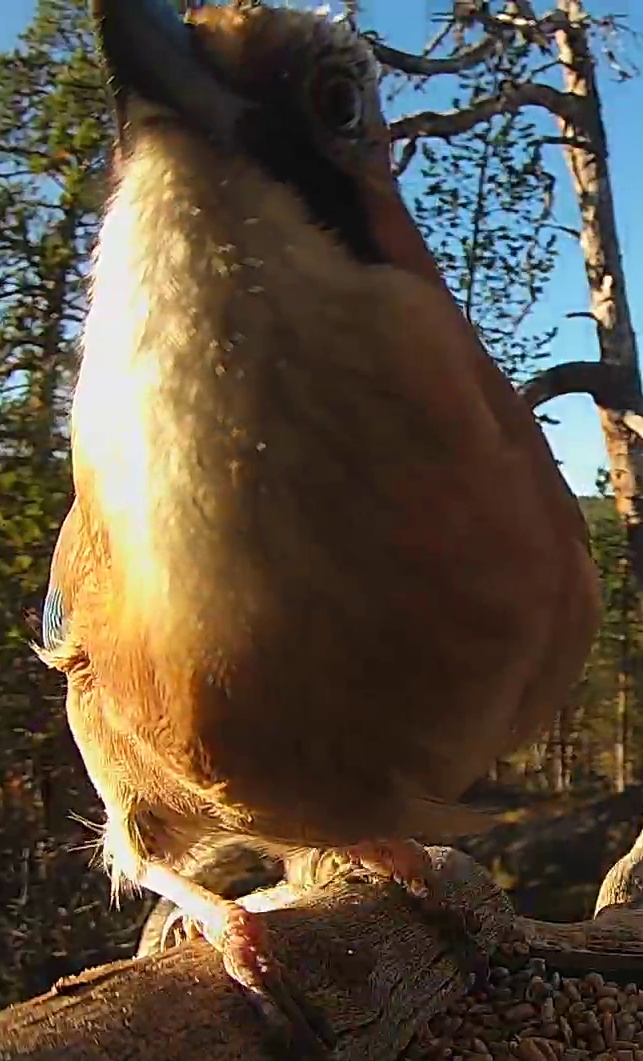 Best image of Eurasian jay